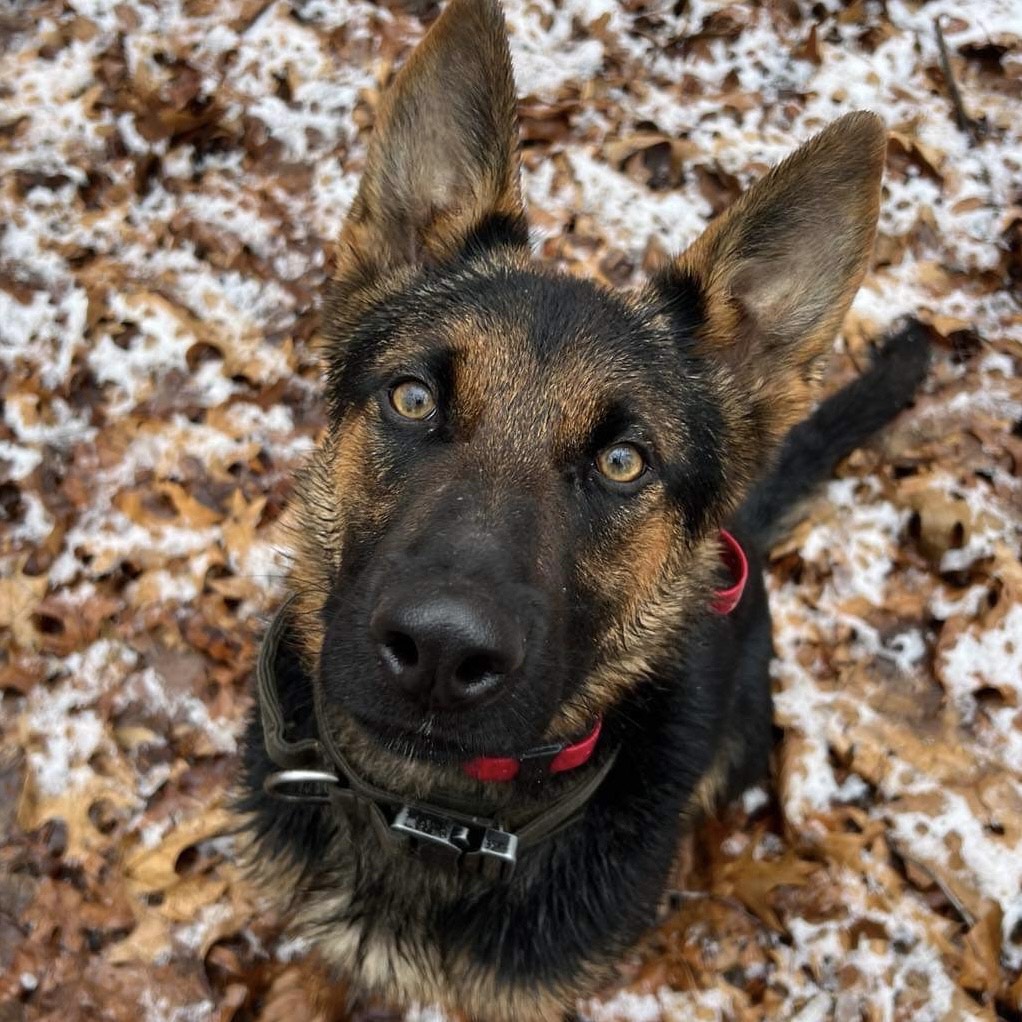 Protection Dogs for sale in Canada